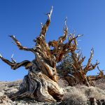 Oldest Tree in the World, Bristlecone Pine, Methuselah
