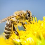 20,000 Bees Chasing A Car for Their Queen
